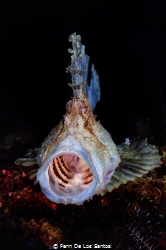 Leaf scorpionfish yawning by Penn De Los Santos 